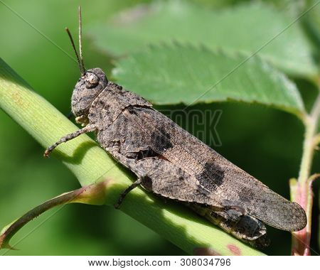 A Gray Big Locust Sits On A Dogrose In The Summer Garden.
