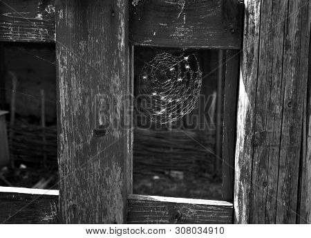 Fragment Of An Old Wooden Fence. Web, Peeling Paint. Cracks And Knots. Monochrome