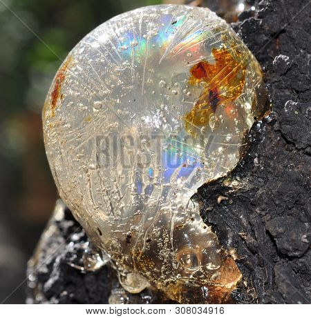 Gum, Glue, Hardened Resin, Sap From The Bark On The Trunk Of A Tree. Resin - Ingot In The Form Of A 