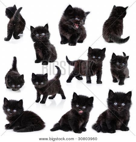 Negro pequeño gatito, colección, fondo blanco