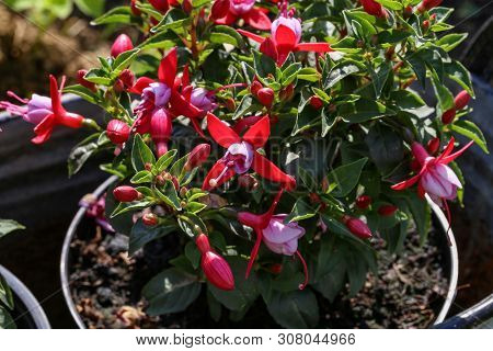 Fuchsia Flowers In The Garden, Beautiful Fuchsia Magellanica Flower.