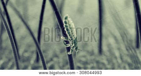 3d rendered illustration of a head louse, sem style