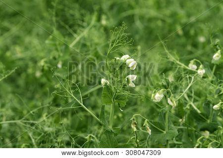 Green Peas Flower And Vine In Garden, Growing Homegrown Produce On Organic Farm