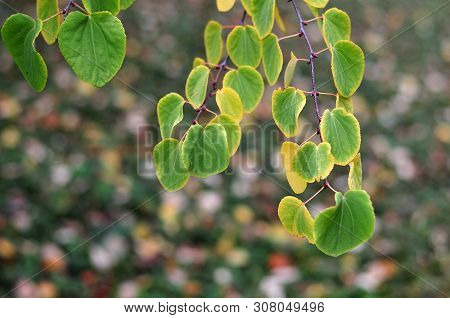 Green Leaves With Yellow Edges Of A Male Katsura Tree In Autumn