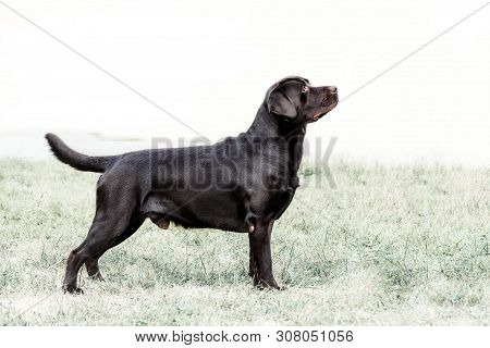 Rack Of A Charming Labrador Retriever Standing On A Grass On Dog Show