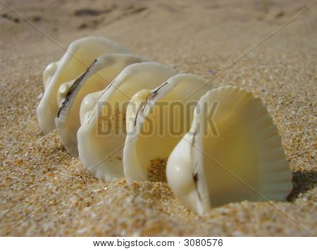 白 Cockleshells