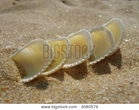 白 Cockleshells