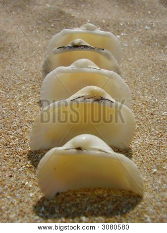 白 Cockleshells