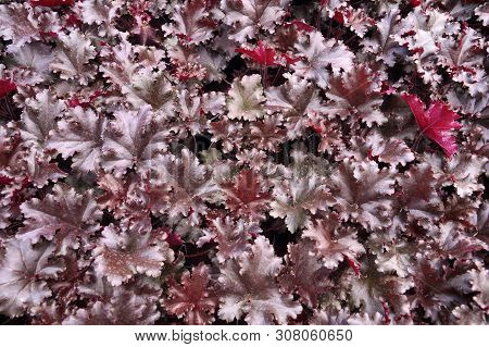 Garden Shop. Heucherella, An Extremely Popular, Evergreen Garden Plant. Heucherella And Tiarella Cro
