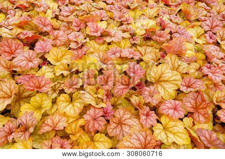 Garden Shop. Heucherella, An Extremely Popular, Evergreen Garden Plant. Heucherella And Tiarella Cro