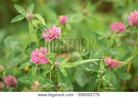 Closeup Of Purple Clover In The Meadow. Wild Summer Flowers