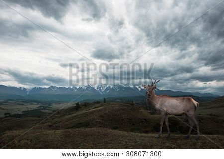 Maral deer in Kurai steppe and North-Chui ridge of Altai mountains, Russia. Cloud day. Panoramic picture