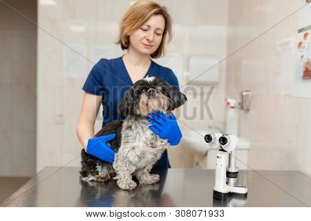 Veterinar, Ophthalmologist Examine The Injured Eye Of A Dog With A Veterinary, Ophthalmologist Prepa