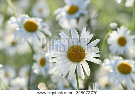 Summer Rain In The Garden And Daisies With Drops On The Bokeh Background, Blurred Focus. Beautiful S