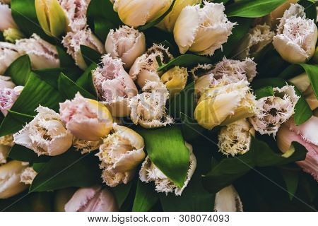 Pastel Colored Fringed Tulips In Bloming Garden. Flower Park Keukenhof In Netherlands. Top View.