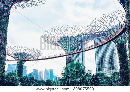 SINGAPORE, SINGAPORE - MARCH 2019: Supertree Grove & OCBC Skyway at Garden by the Bay