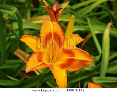 A Hybrid Lily Some Call The Yellow King Humbert