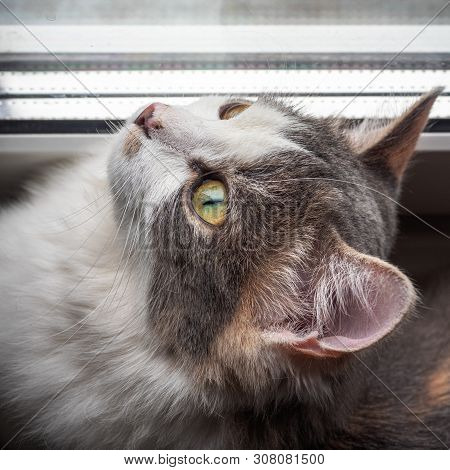 Portrait Of A Young Cat Curiously Looking Up At The Window Through The Blinds