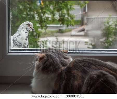Cat And Kitten Look At Each Other Through The Window