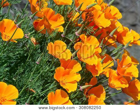 Wallflowers (erysimum) On The Rocky Wall