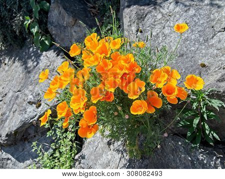 Wallflowers (erysimum) On The Rocky Wall