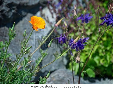 Wallflowers (erysimum) On The Rocky Wall