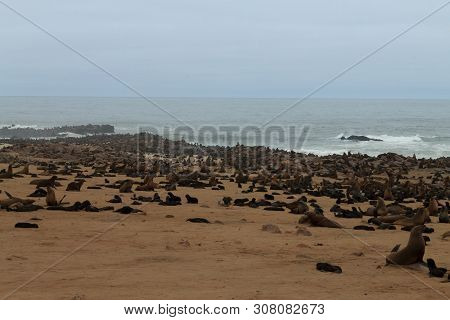 Colony Of Cape Fur Seals From Cape Point, Namibia
