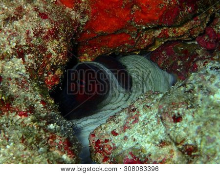 Closeup With The Day Octopus Hiding Under The Rock During A Leisure Dive In Barracuda Point, Sipadan