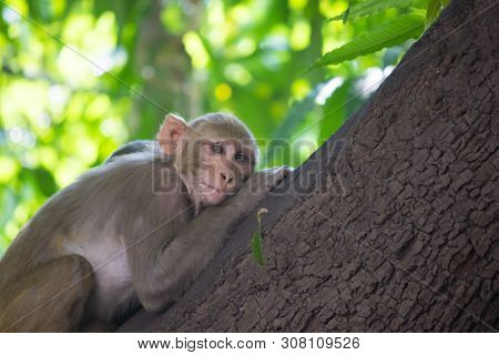 The Rhesus Macaque Monkey Sleeping On The Tree
