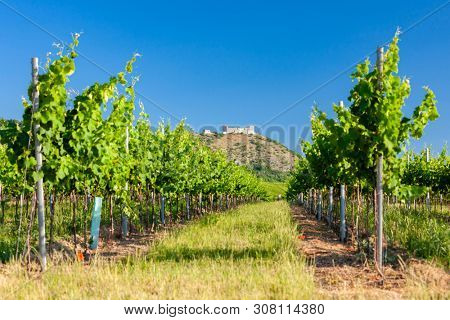 vineyards, castle Devicky, Palava, Moravia region, Czech Republic