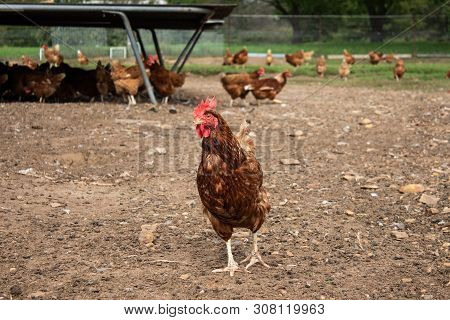 Free Range Isa Brown Chicken Farm Showing Hen Scratching In Dirt With Many Chickens In Background