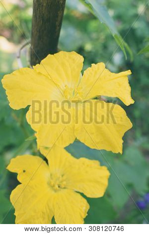 Yellow Flower Of Luffa, Sponge Gourd, Smooth Loofah, Vegetable Sponge, Gourd Towel In The Vegetable