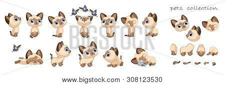 Cute Kittens Cat Kitten Siamese Collection Vector