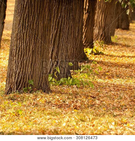 Trees And Fallen Leaves In A Sunny Autumn Park