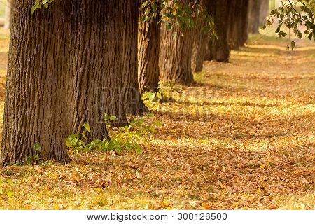 Trees And Fallen Leaves In A Sunny Autumn Park