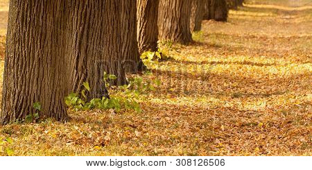 Trees And Fallen Leaves In A Sunny Autumn Park