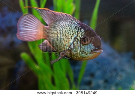 Nannacara Anomala Neon Blue Aquarium Fish Underwater
