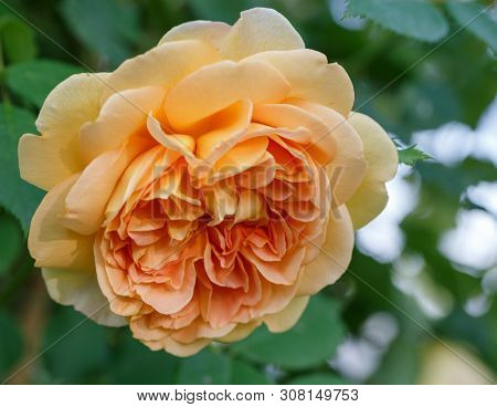 Blooming Yellow Rose In The Garden On A Sunny Day. David Austin Rose Golden Celebration
