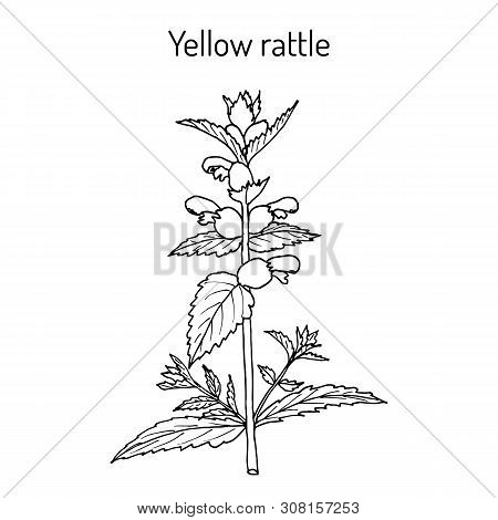 Little Yellow Rattle Rhinanthus Minor , Medicinal Plant. Hand Drawn Botanical Vector Illustration