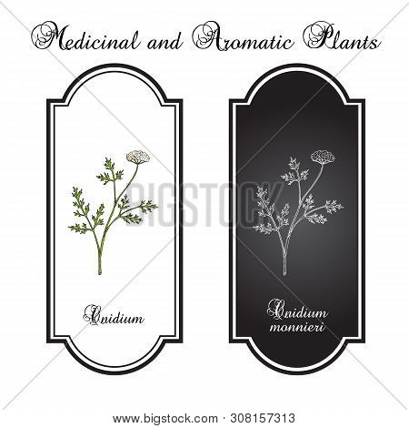 Cnidium Monnieri, Or Monnier Snowparsley, Shechuangzi, Osthole, Jashoshi, Medicinal Plant. Hand Draw