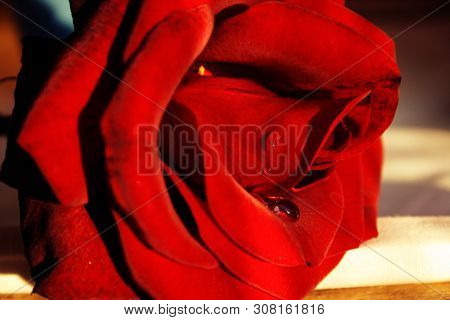 Amazing Red Rose And Water Drops. Closeup Photography.
