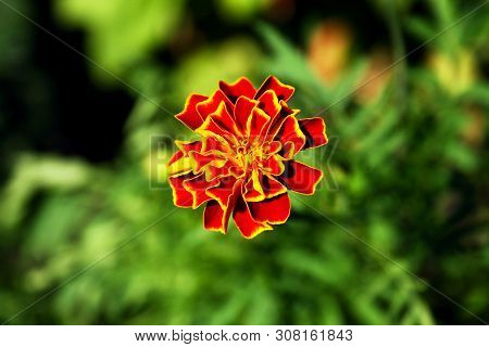 Closeup Photography Marigold On Blured Background. Amazing Flowers.