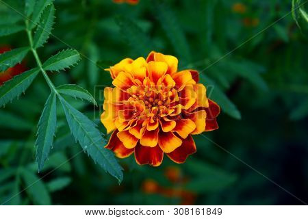 Closeup Photography Marigold On Blured Background. Amazing Flowers.