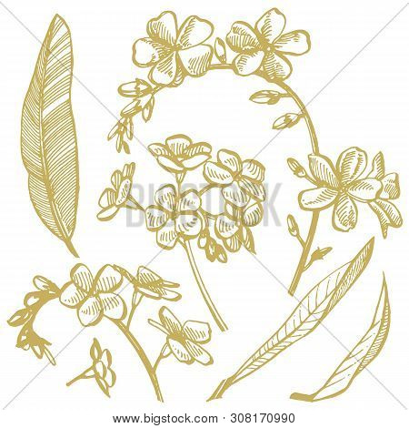 Forget-me-not Flowers. Botanical Illustration. Good For Cosmetics, Medicine, Treating, Aromatherapy,