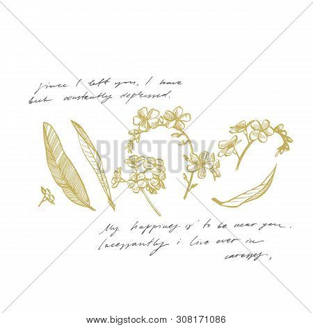 Forget-me-not Flowers. Botanical Illustration. Good For Cosmetics, Medicine, Treating, Aromatherapy,