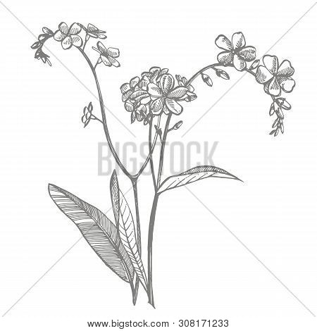 Forget-me-not Flowers. Botanical Illustration. Good For Cosmetics, Medicine, Treating, Aromatherapy,