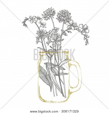 Branch Of Wild Plant Forget-me-not And Clover. Vintage Engraved Illustration. Bouquet Of Hand Drawn 