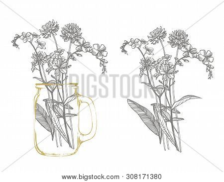Branch Of Wild Plant Forget-me-not And Clover. Vintage Engraved Illustration. Bouquet Of Hand Drawn 