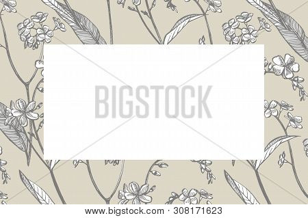 Collection Of Hand Drawn Flowers And Plants. Botany. Set. Vintage Flowers. Black And White Illustrat