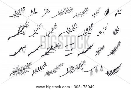 Vector Hand Drawn Vintage Floral Elements. Set Of Forest Doodle Flowers And Brunches For Wedding, Bi